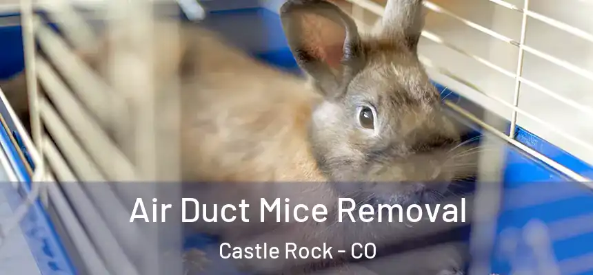  Air Duct Mice Removal Castle Rock - CO